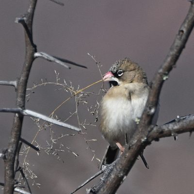Mountain Zebra National Park, Eastern Cape, South Africa -13 July 2022
