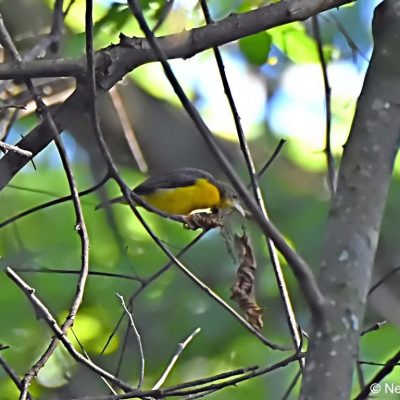 Aberfoyle Zimbabwe - 31 Dec 2017