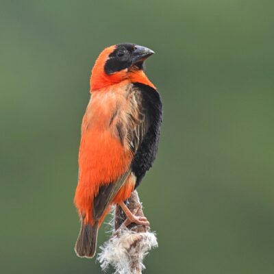 Mt Edgecombe Golf Estate, Umhlanga - March 2026