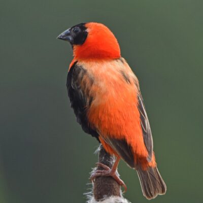 Mt Edgecombe Golf Estate, Umhlanga - March 2026