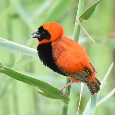 Addo Elephant National Park, Eastern Cape - December 2022