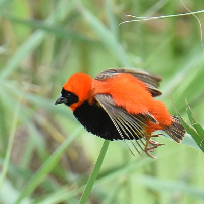 Addo Elephant National Park, Eastern Cape - December 2022