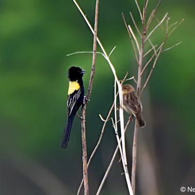 Monovale vlei, Zimbabwe - 26 Dec 2017
