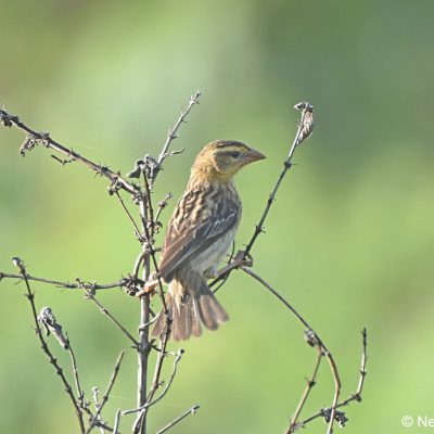 Monovale vlei, Zimbabwe - 26 Dec 2017