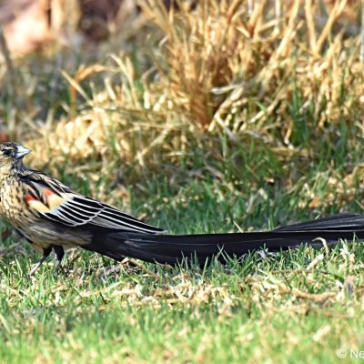 Walkhaven dog park, September 2017