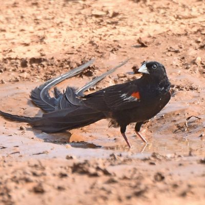 Rietvlei nature reserve,  Gauteng - March 2020