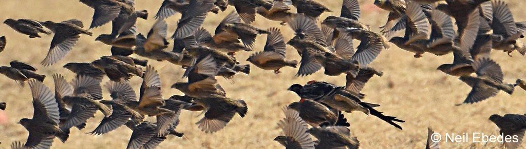 Widowbird, Long-tailed