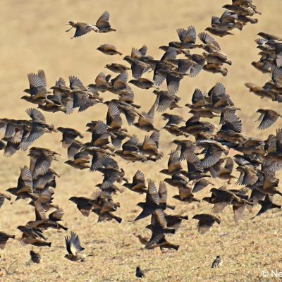 Walkhaven dog park, September 2017