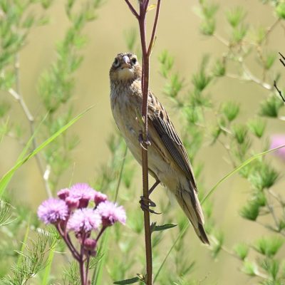 Rietvlei nature reserve, Gauteng - February 2020