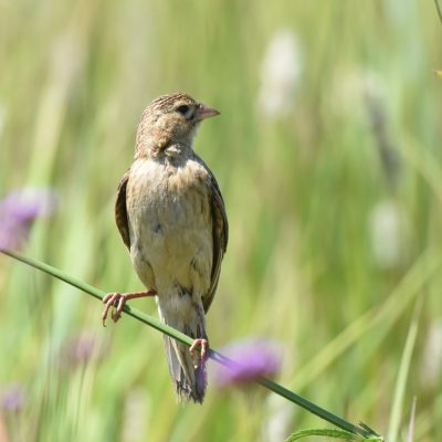 Rietvlei nature reserve, Gauteng - February 2020