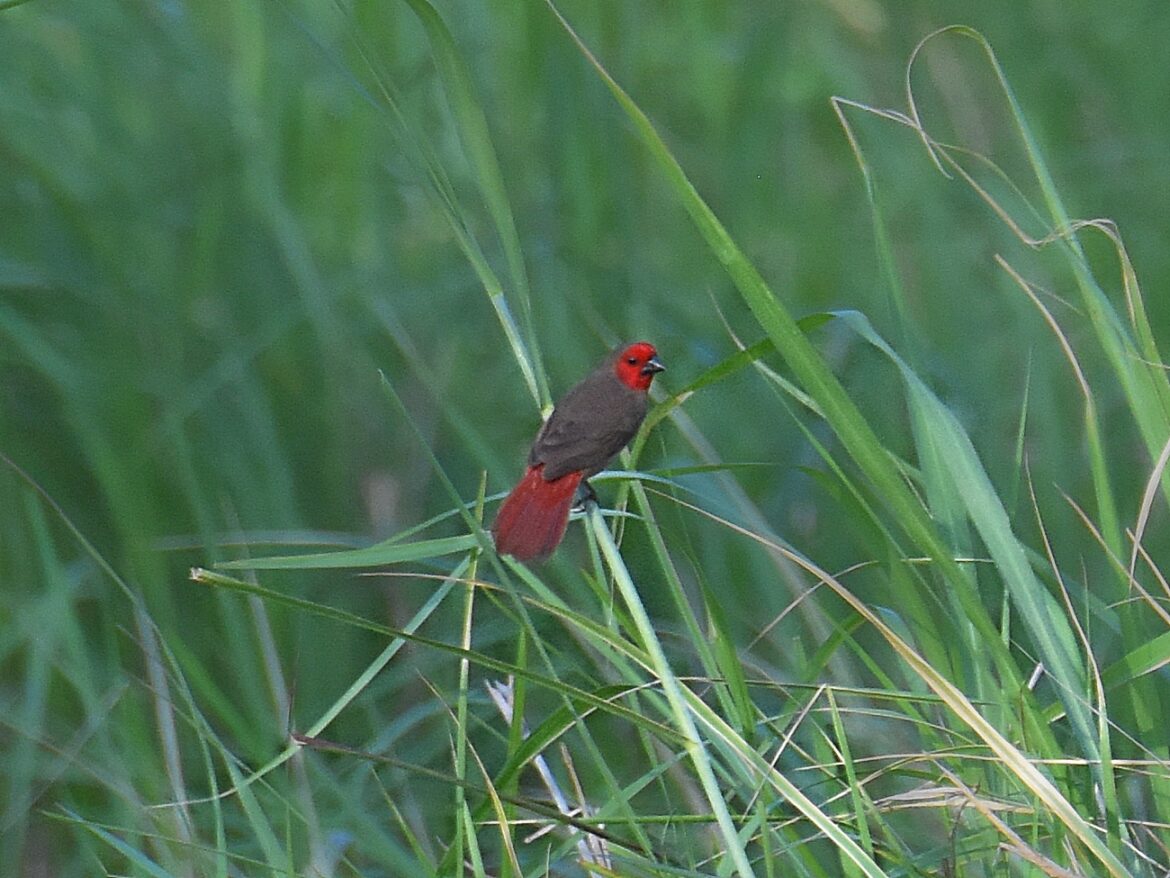 Seedcracker, Lesser