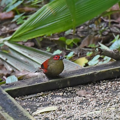 Aberfoyle, Zimbabwe - 30 December 2017