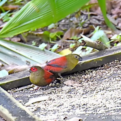 Aberfoyle, Zimbabwe - 30 December 2017