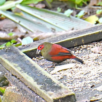 Aberfoyle, Zimbabwe - 30 December 2017