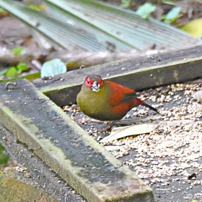 Aberfoyle, Zimbabwe - 30 December 2017