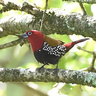 Seldomseen, Bvumba highlands - Zimbabwe,   2 Jan 2018