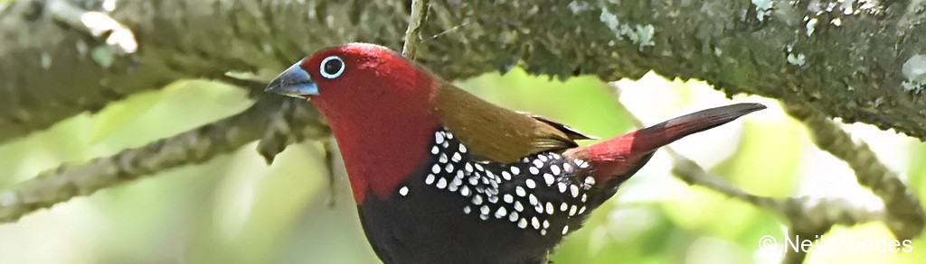 Twinspot, Red-throated