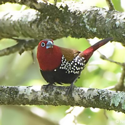 Seldomseen, Bvumba highlands - Zimbabwe,   January 2018