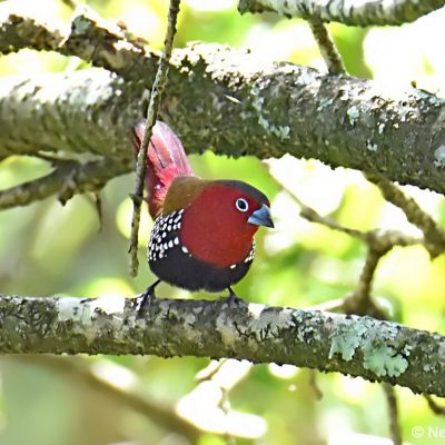 Seldomseen, Bvumba highlands - Zimbabwe,   January 2018