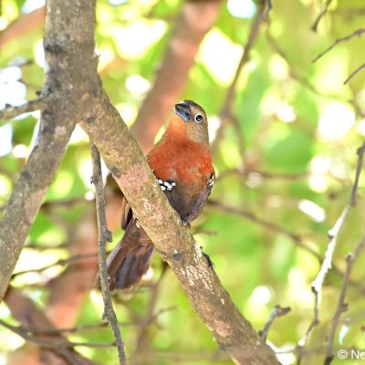 Seldomseen, Bvumba highlands - Zimbabwe,   2 Jan 2018