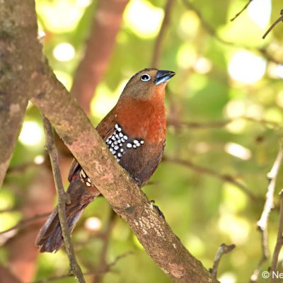 Seldomseen, Bvumba highlands - Zimbabwe,   January 2018