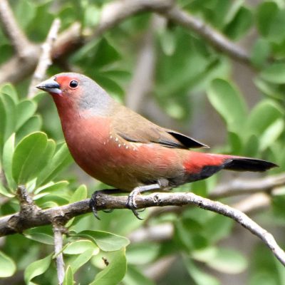 Walter Sisulu Botanical Gardens, December 2019