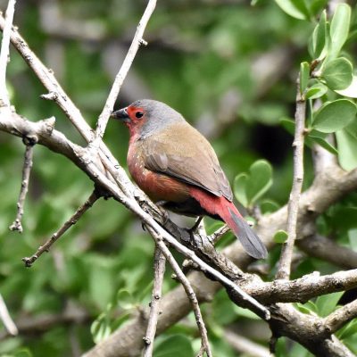 Walter Sisulu Botanical Gardens, December 2019