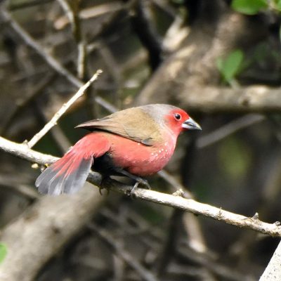 Walter Sisulu Botanical Gardens, December 2019