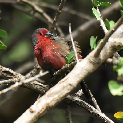 Walter Sisulu Botanical Gardens, December 2019