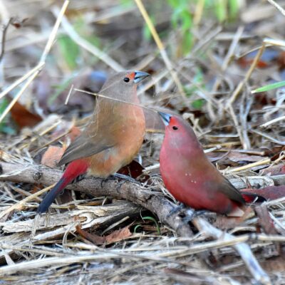Male / female,  Robin Cottages, Magoebaskloof - November 2025