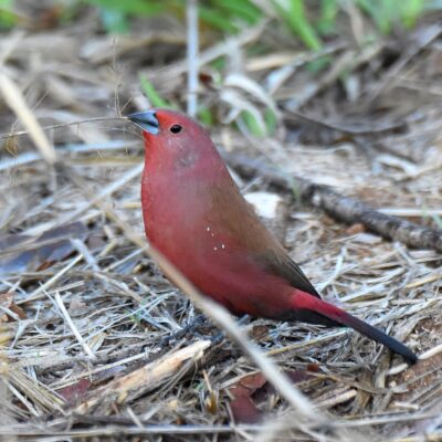 Robin Cottages, Magoebaskloof - November 2025