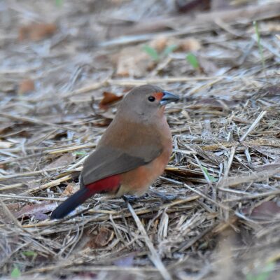 Robin Cottages, Magoebaskloof - November 2025