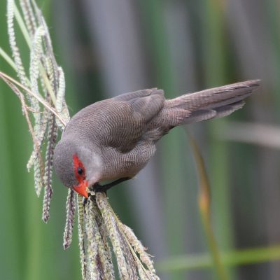 Plettenberg Bay, February 2022