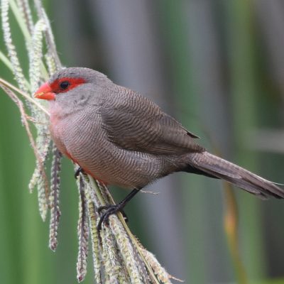 Plettenberg Bay, February 2022