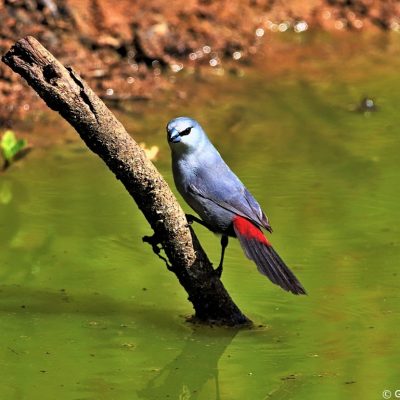 Mkuze Game Reserve, KwaZulu Natal - January 2020