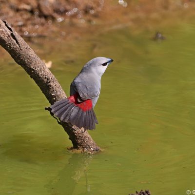 Mkuze Game Reserve, KwaZulu Natal - January 2020