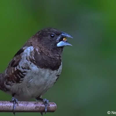 Norscott Slopes,  March 2018