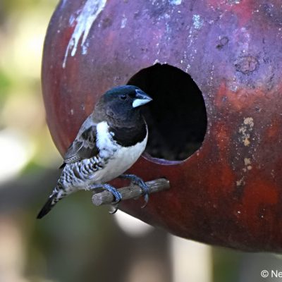 Norscott Slopes,  April 2017