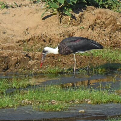 Shingwedzi, Kruger National Park - November 2025