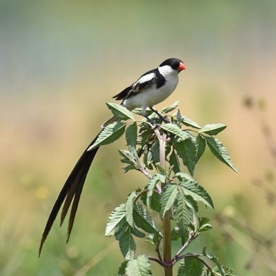 Candlewood Estates, Centurian, Gauteng - February 2020