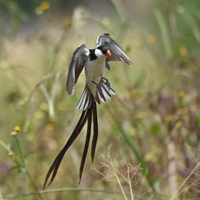 Candlewood Estates, Centurian, Gauteng - February 2020