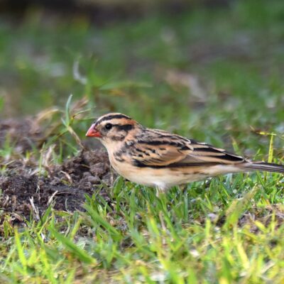 Formosa, Plettenberg Bay, Western Cape - July 2025