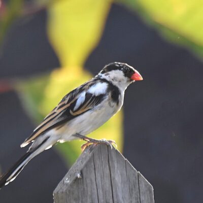 Formosa, Plettenberg Bay, Western Cape - July 2025