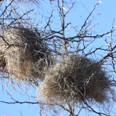 Mountain Zebra National Park, Eastern Cape - December 2024