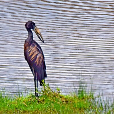 Shingwedzi, Kruger National Park - November 2025