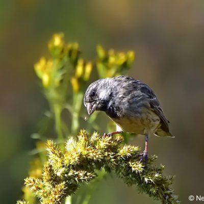 Faerie Glen Nature Reserve, Gauteng - April 2017