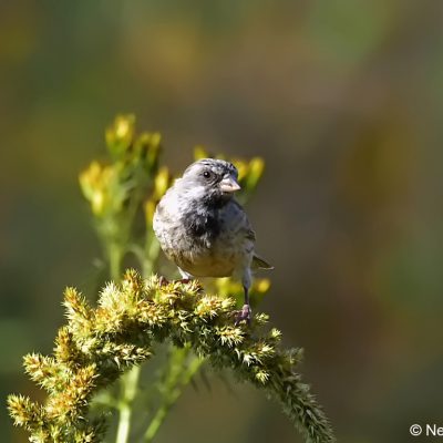 Faerie Glen Nature Reserve, Gauteng - April 2017