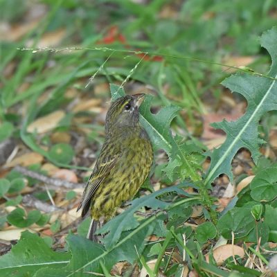 Knysna, Western Cape - December 2020