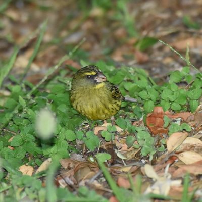 Knysna, Western Cape - December 2020