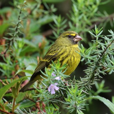 Glenice Ebedes, Tzaneen, Limpopo Province - December 2020